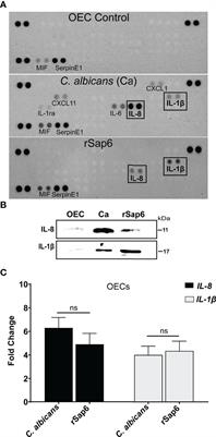 Candida albicans Sap6 Initiates Oral Mucosal Inflammation via the Protease Activated Receptor PAR2